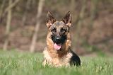 BERGER ALLEMAND 1288